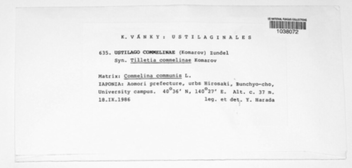 Kalmanago commelinae image